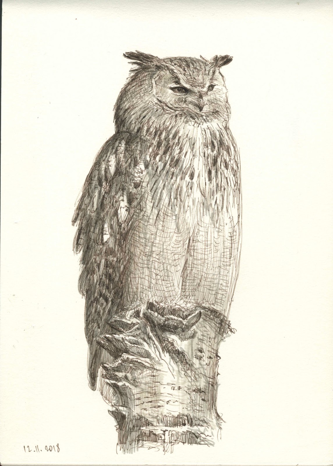 Steppe eagle & Eagle owl life studies