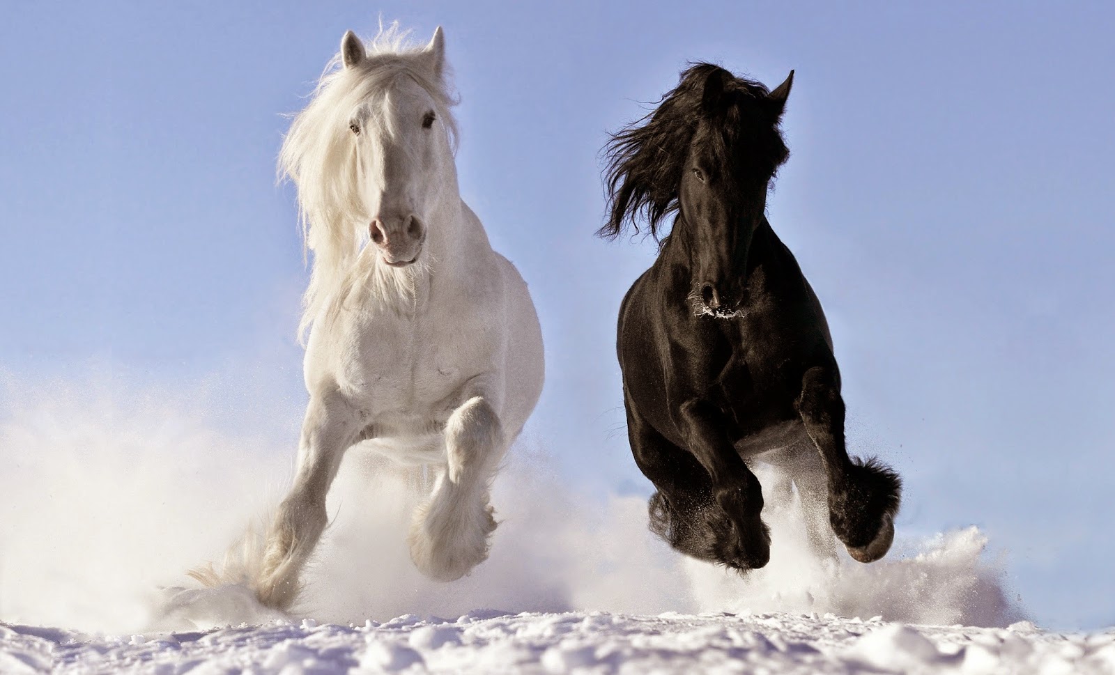 Wallko: Black & White Horse Running Wallpaper