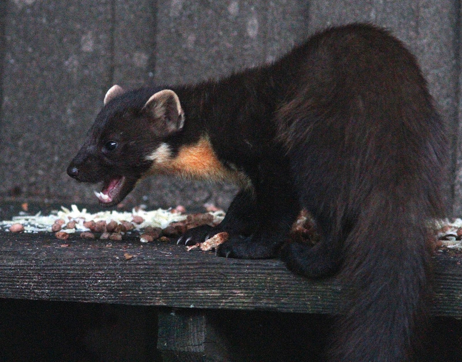 Pine Marten