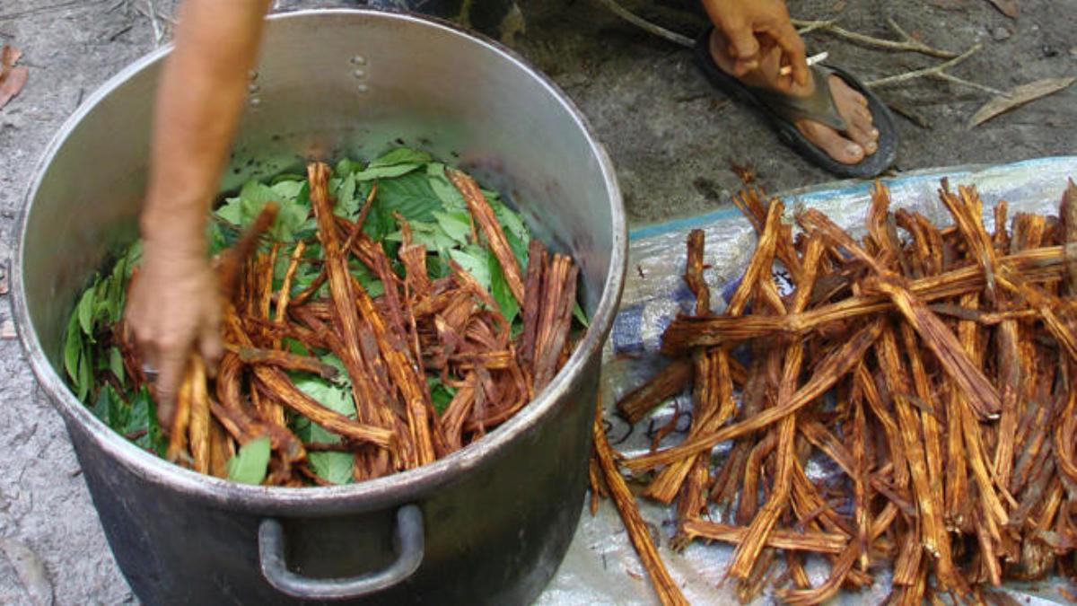 ArteSanos de la Salud Ayahuasca el "remedio" indígena