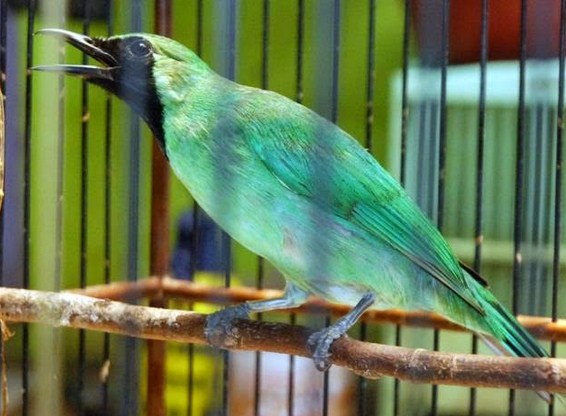 Menjaga Pada Bagian Mental Burung Cucak Ijo