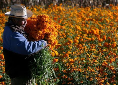 Te cuento que: LA FLOR DE MUERTO
