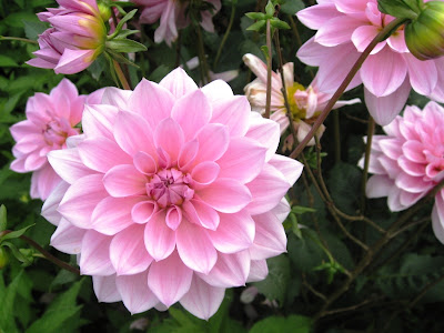 Pink flower, could be a dahlia or a crysanthamum