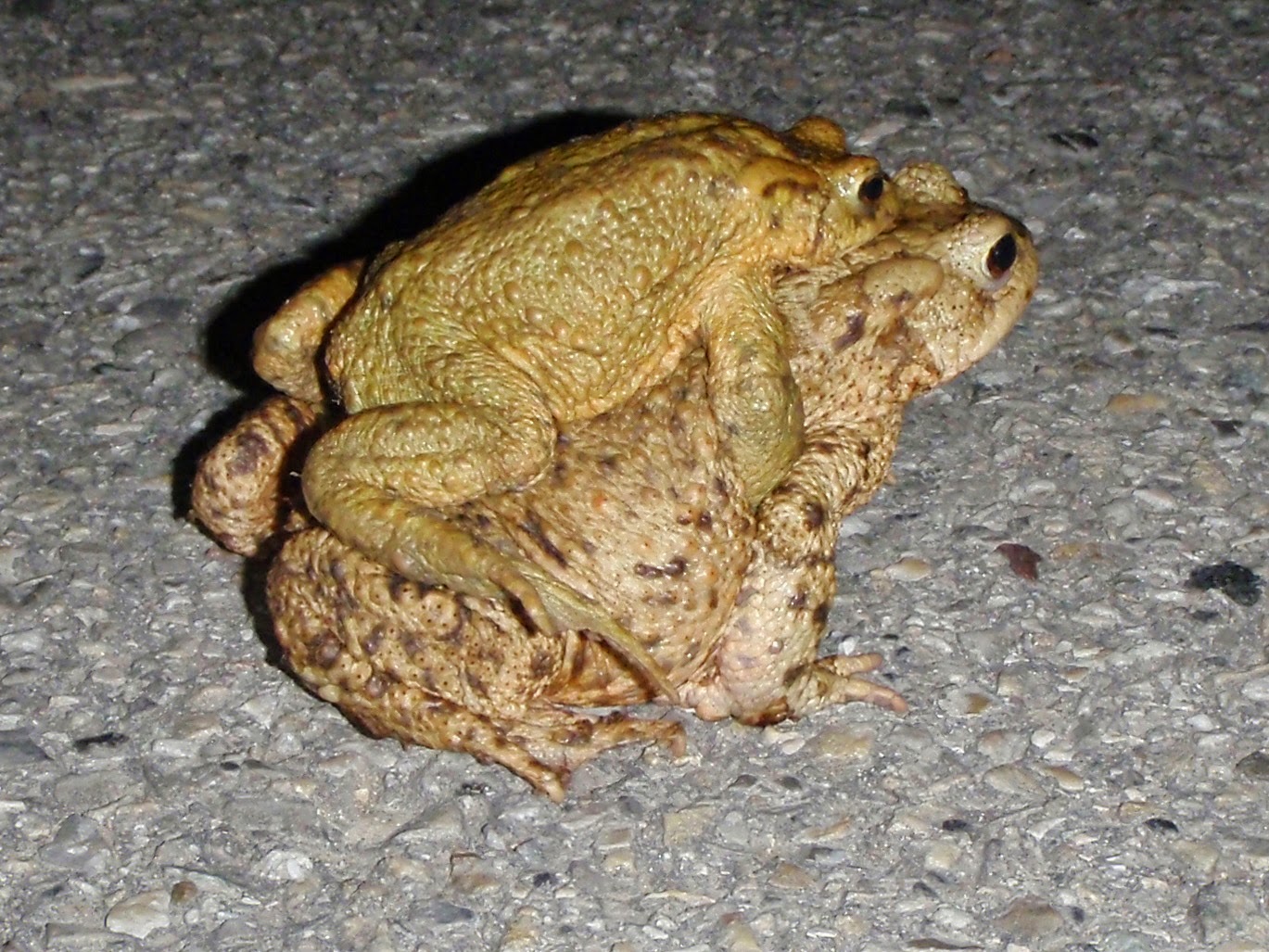 Faune Flore d'Ul Crapauds Grenouilles et autres