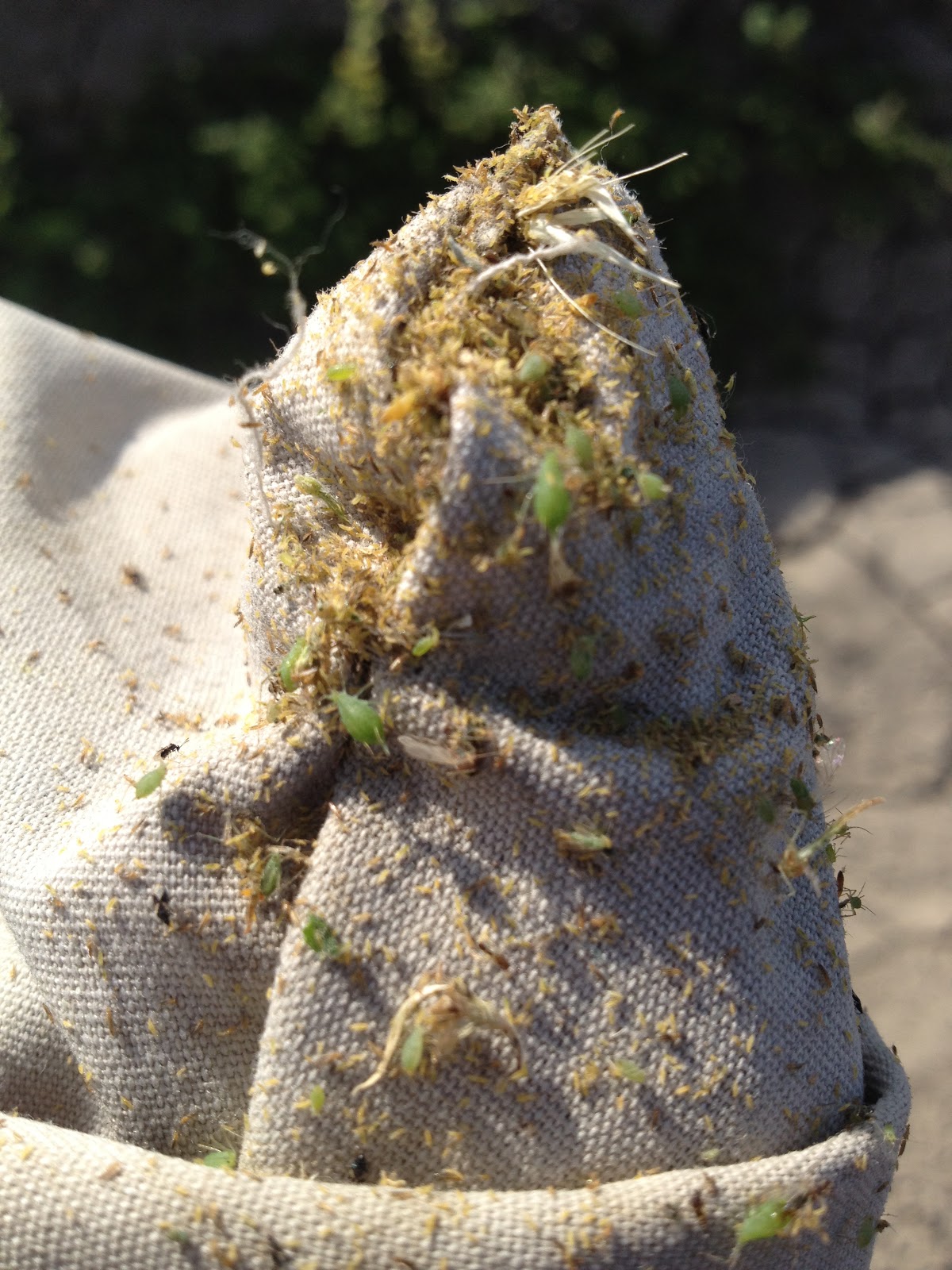 Sustainable Ag: A View from the Field: Growers Should Manage Pests by ...