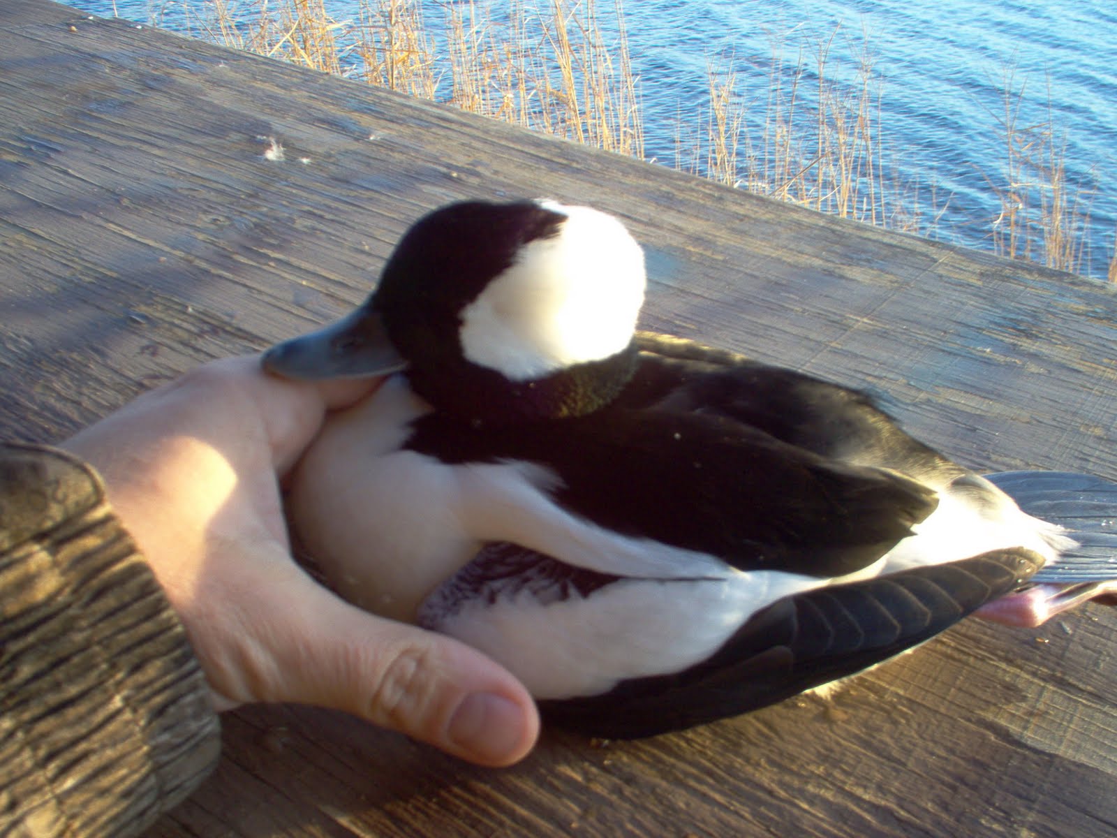 Lake Erie Lake Erie Duck Hunting