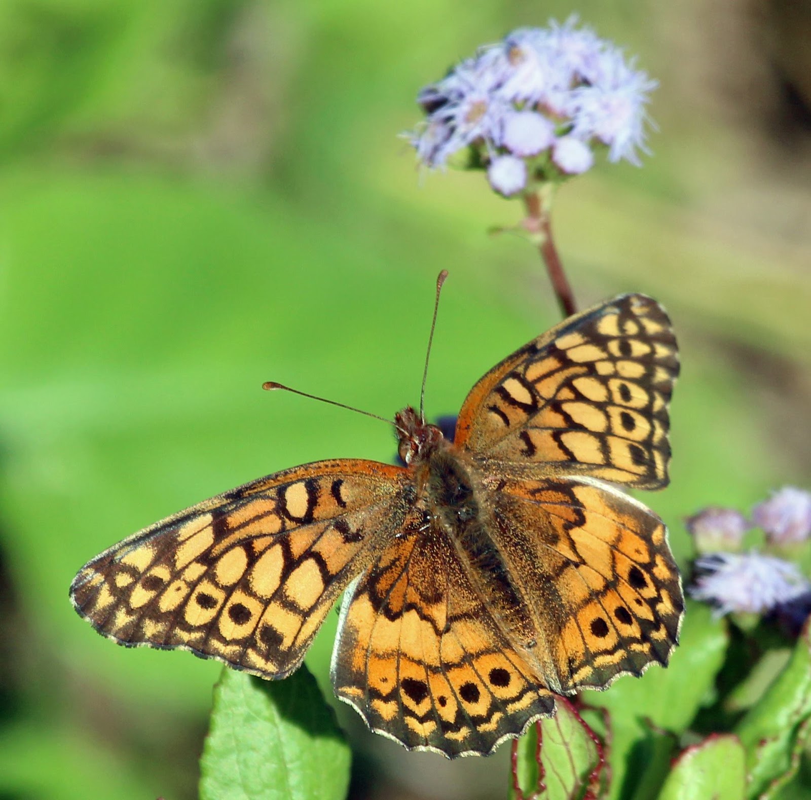 Ruminations South Texas Butterflies Part I