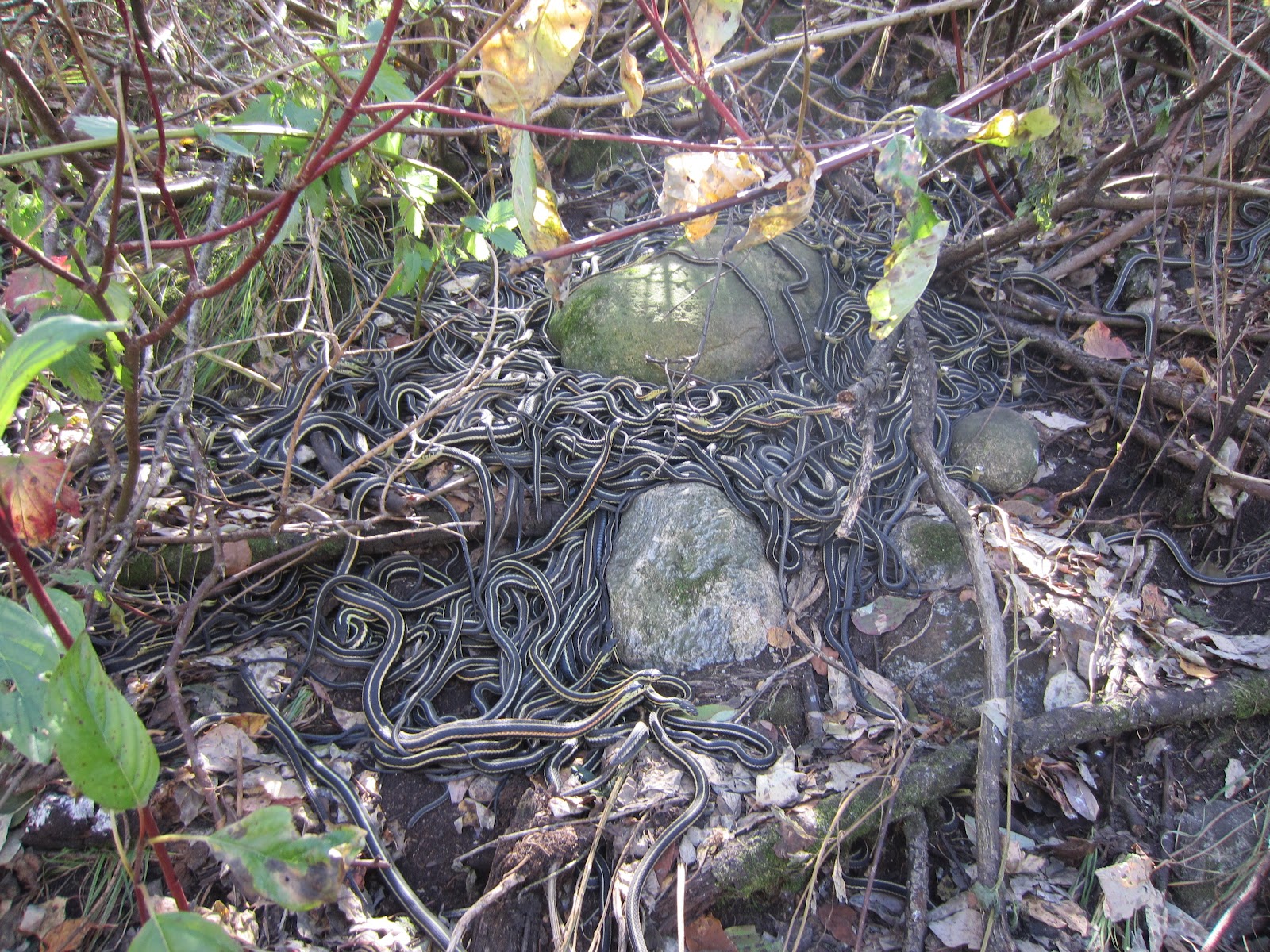 Grade 3 The SNAKE Pit