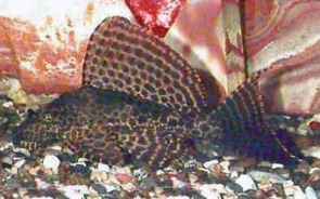 Ikan Sapu Sapu Leopard pleco