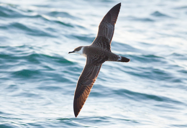 Great Shearwater - Scilly