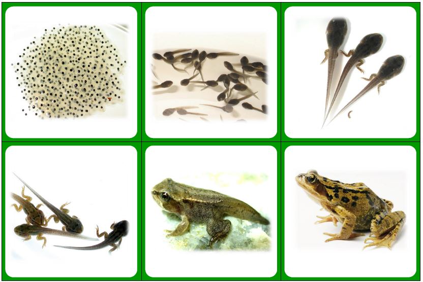 Vom Laich Zum Frosch Entwicklung Arbeitsblatt senproiafenblog: Lebenszyklus Frosch TRI Lesestufe 1