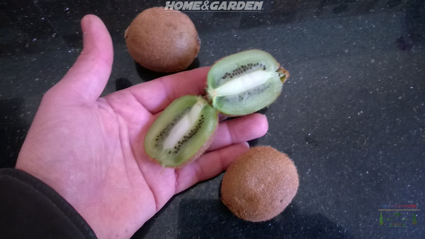 How to Grow Kiwi from Seed