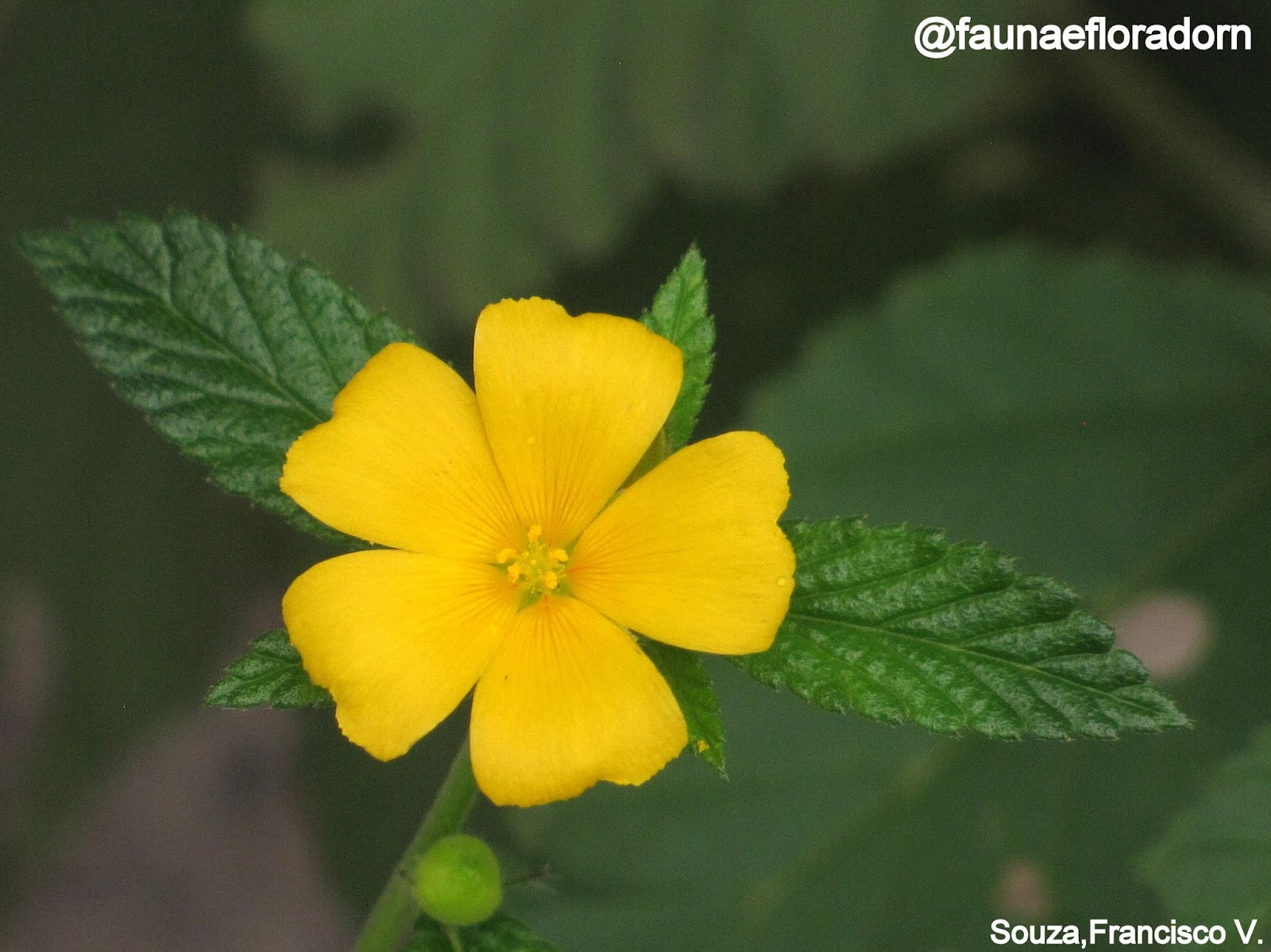 FAUNA E FLORA DO RN Turnera melochioides Cambess. FAUNA E FLORA DO RN Turnera melochioides Cambess.