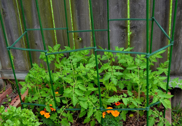 Roma Tomato plants supported by stakes