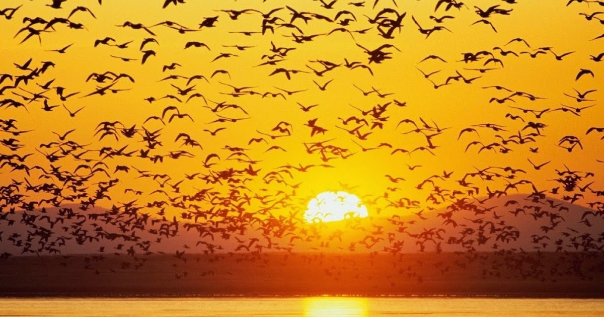 Bandadas de pajaros wallpapers
