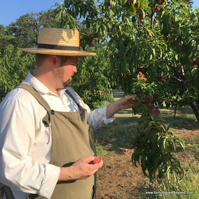 picking peaches at Nash Farm in Grapevine, Texas