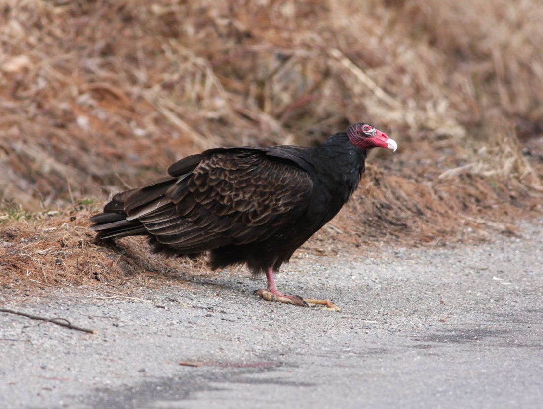 Pioneer Birding MA Black Vultures in Gill herald the spring