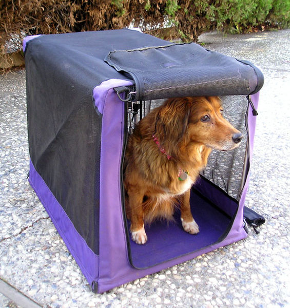 Talented K9 Dog Training: When To Crate Train Your Puppy