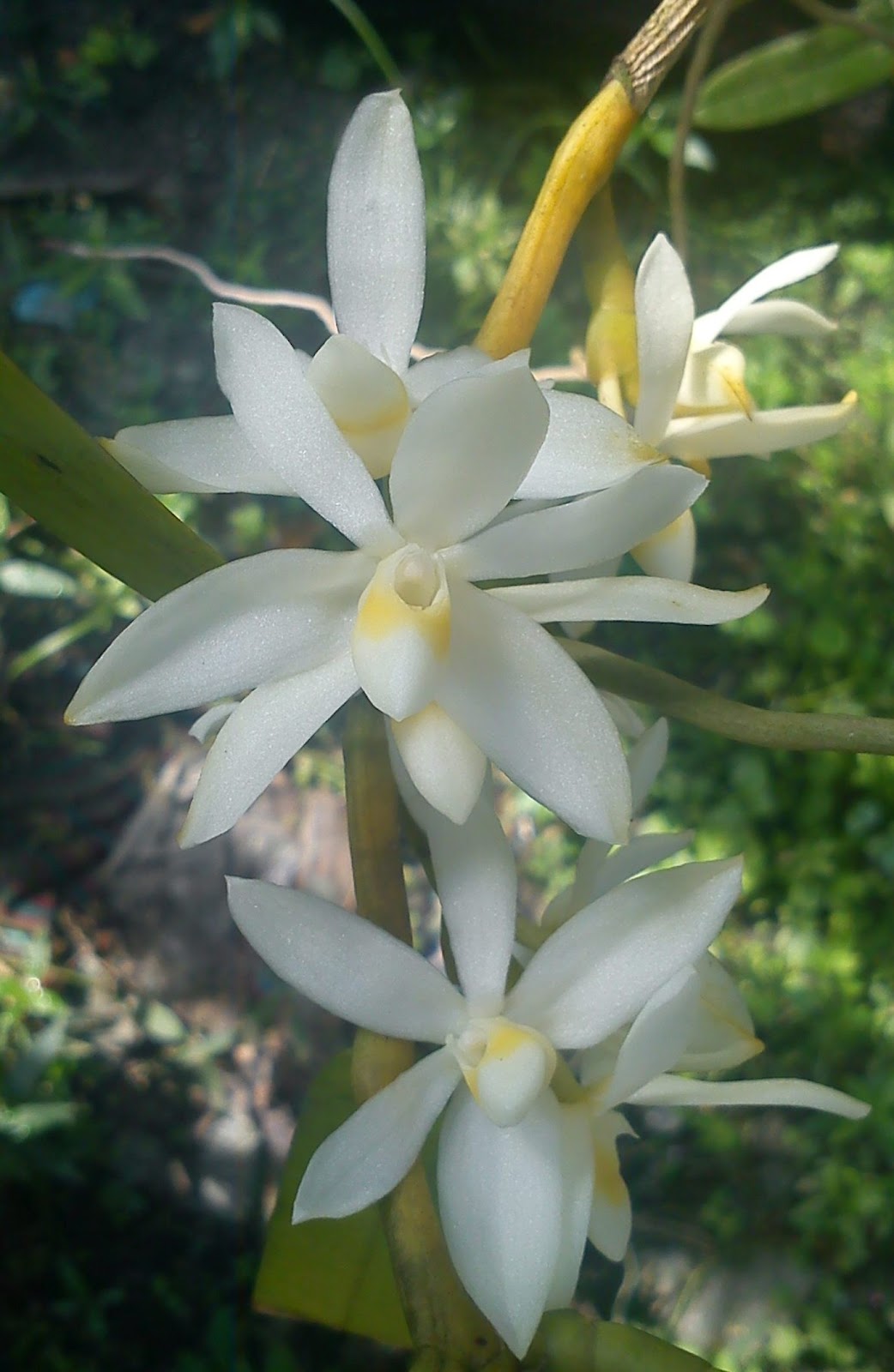 MillFa Wild Orchid: Thrixspermum calceolus