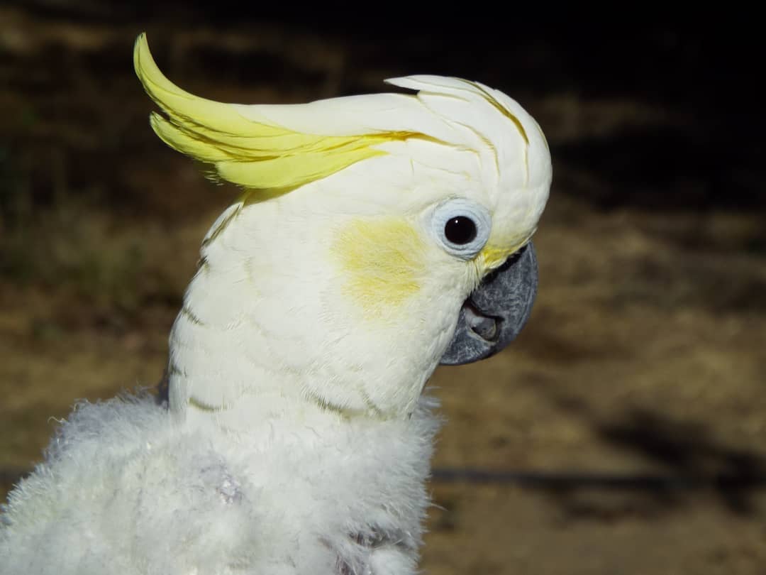 Cockatoo Cottage How To Train Your Cockatoo To Talk