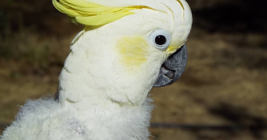 Cockatoo Cottage How To Train Your Cockatoo To Talk