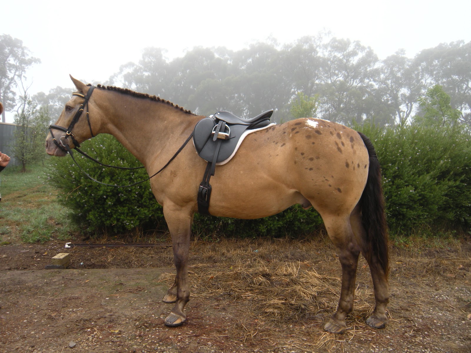 Horse loving single Bart 3/4 Quarter horse x 1/4 appaloosa. Zippo Pine
