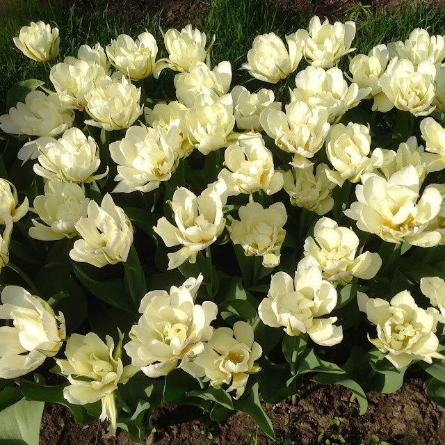 Hình ảnh hoa Tulip trắng & Ý nghĩa của hoa Tulip màu trắng là gi?