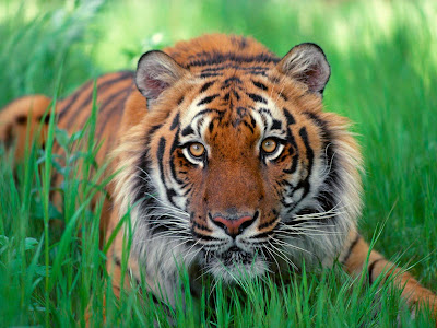 one pic tiger face sumatran tiger wallpaper calvin and hobbes christmas cards