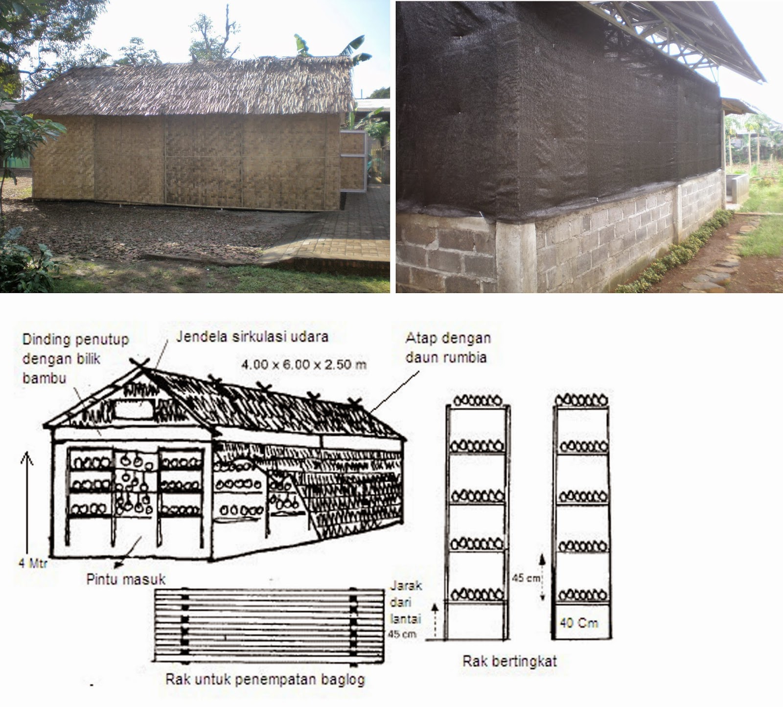 SAUNG JAMURHOERIP PRODUKSI BAGLOG PERTUMBUHAN DAN PERAWATAN