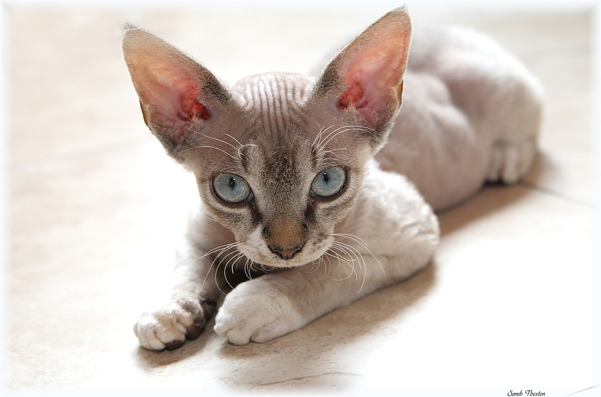 animal de estimação Melhores Raças de Gatos para sua Família dog care Melhores Raças de Gatos para sua Família