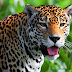20 animais incríveis da Amazônia