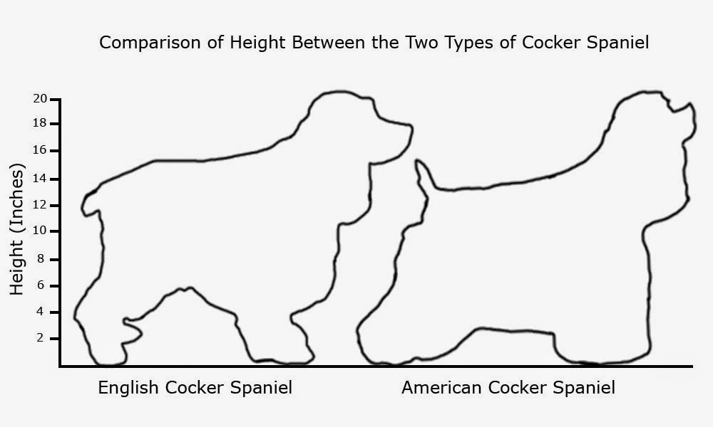 American Cocker Spaniel Size Chart