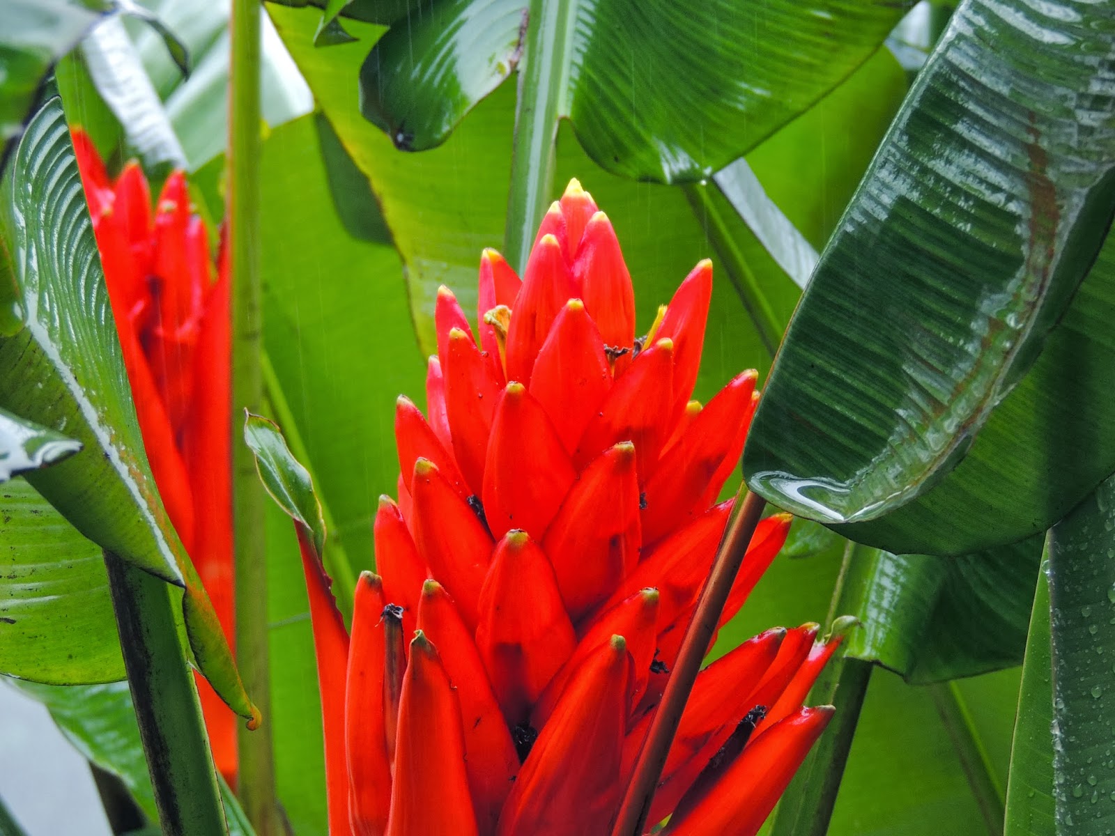 Tamarindo, Costa Rica Daily Photo Fiery Red Ginger