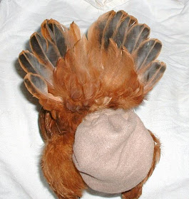 حفاضات خاصة للدجاج المدلل!