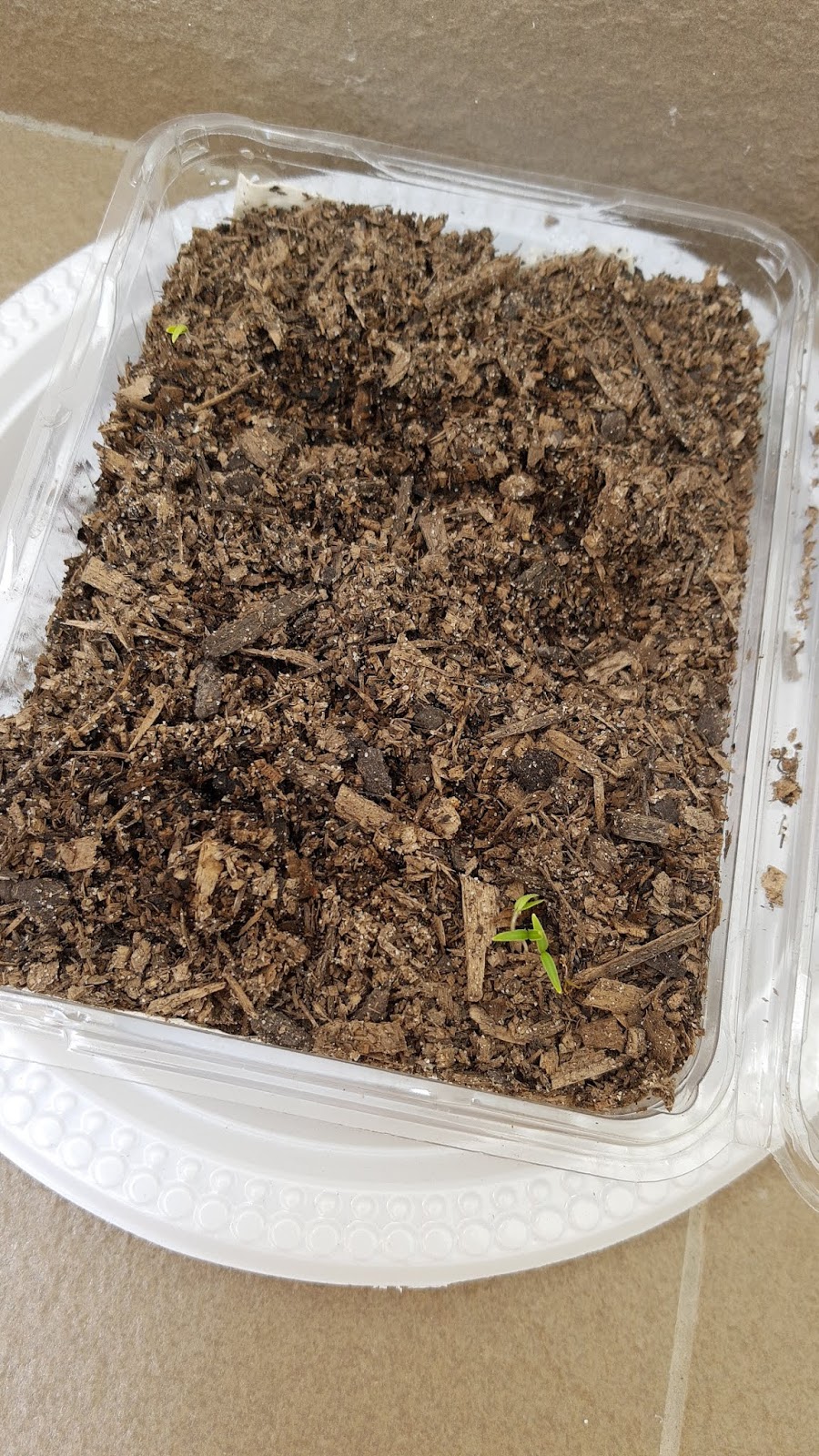 Growing Perino Tomatoes from seed