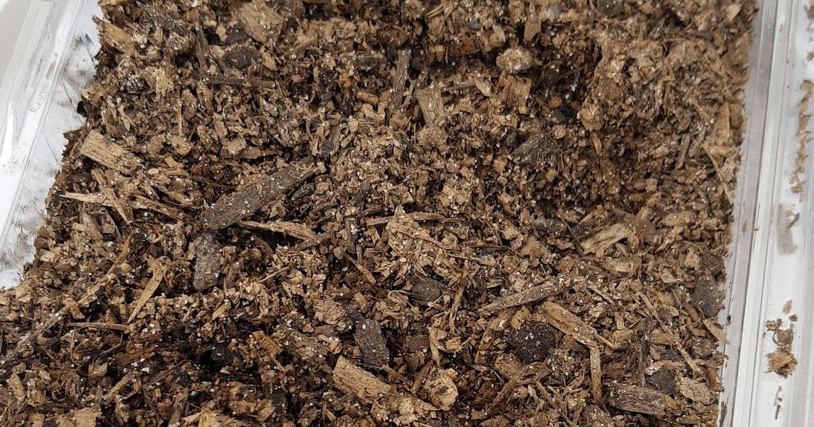 Growing Perino Tomatoes from seed