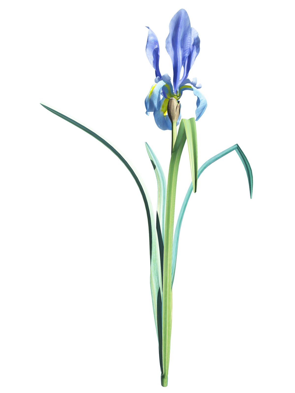 clipart iris flower - photo #47