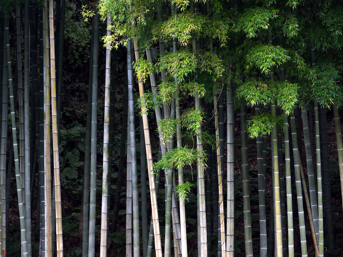 FROM THE GARDEN OF ZEN Bamboo grove Jochiji