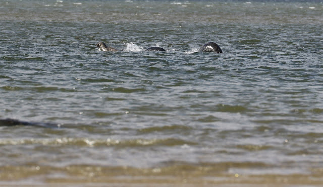 loch ness monster images sightings 2016