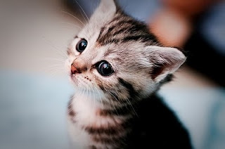 black-eyes-cat-cuteness-kitten-tiny-Favim.com-45463.jpg