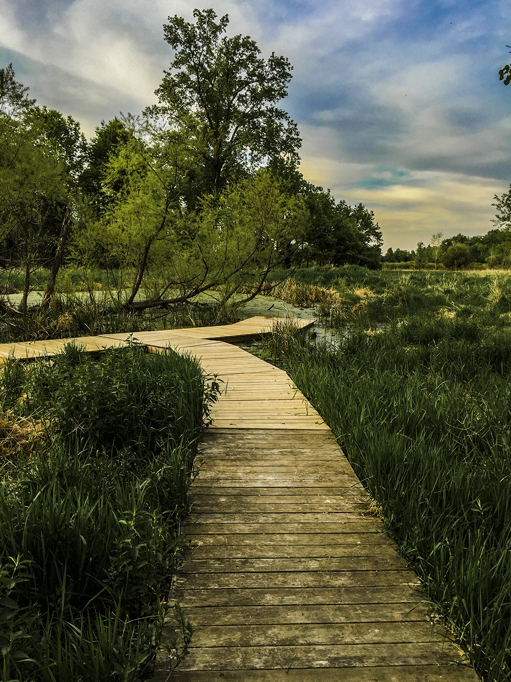 Cherokee Marsh in Madison WI