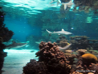 National Aquarium PhotoJournal (From the High School Lesson Book) on Homeschool Coffee Break @ kympossibleblog.blogspot.com