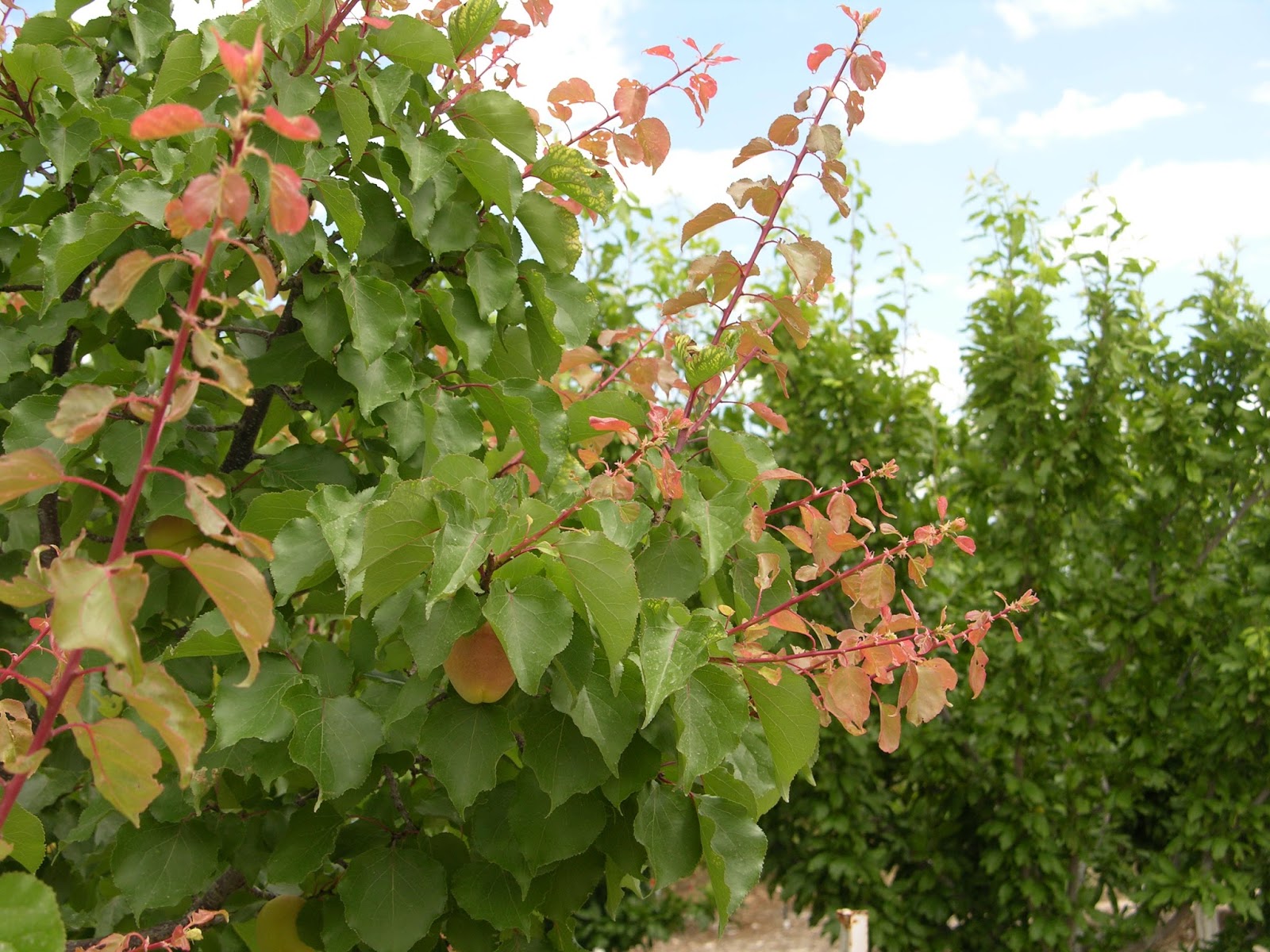 Xtremehorticulture of the Desert Apricot Tree with Pink Leaves!