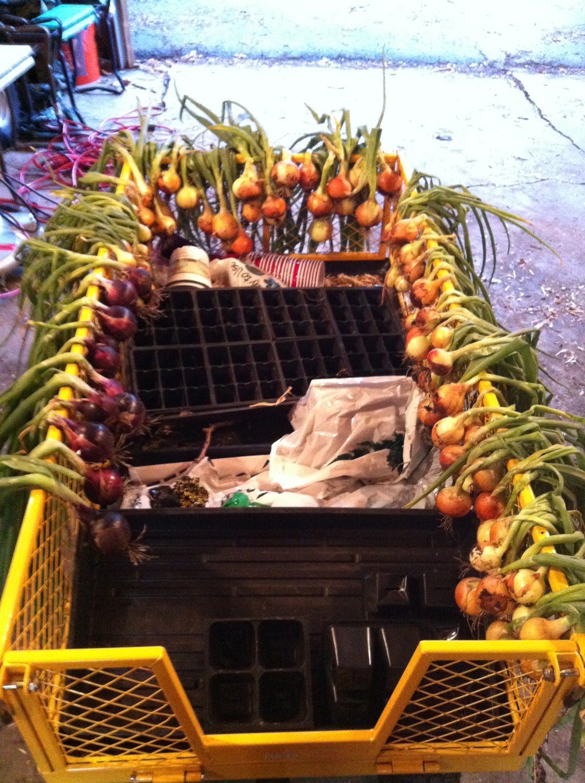 Gross Farms Onion Harvest