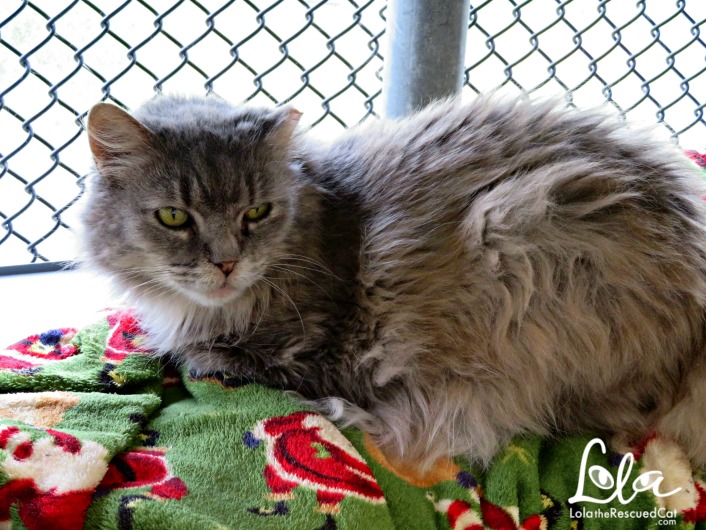 Tabbys Place|Cat Sanctuary