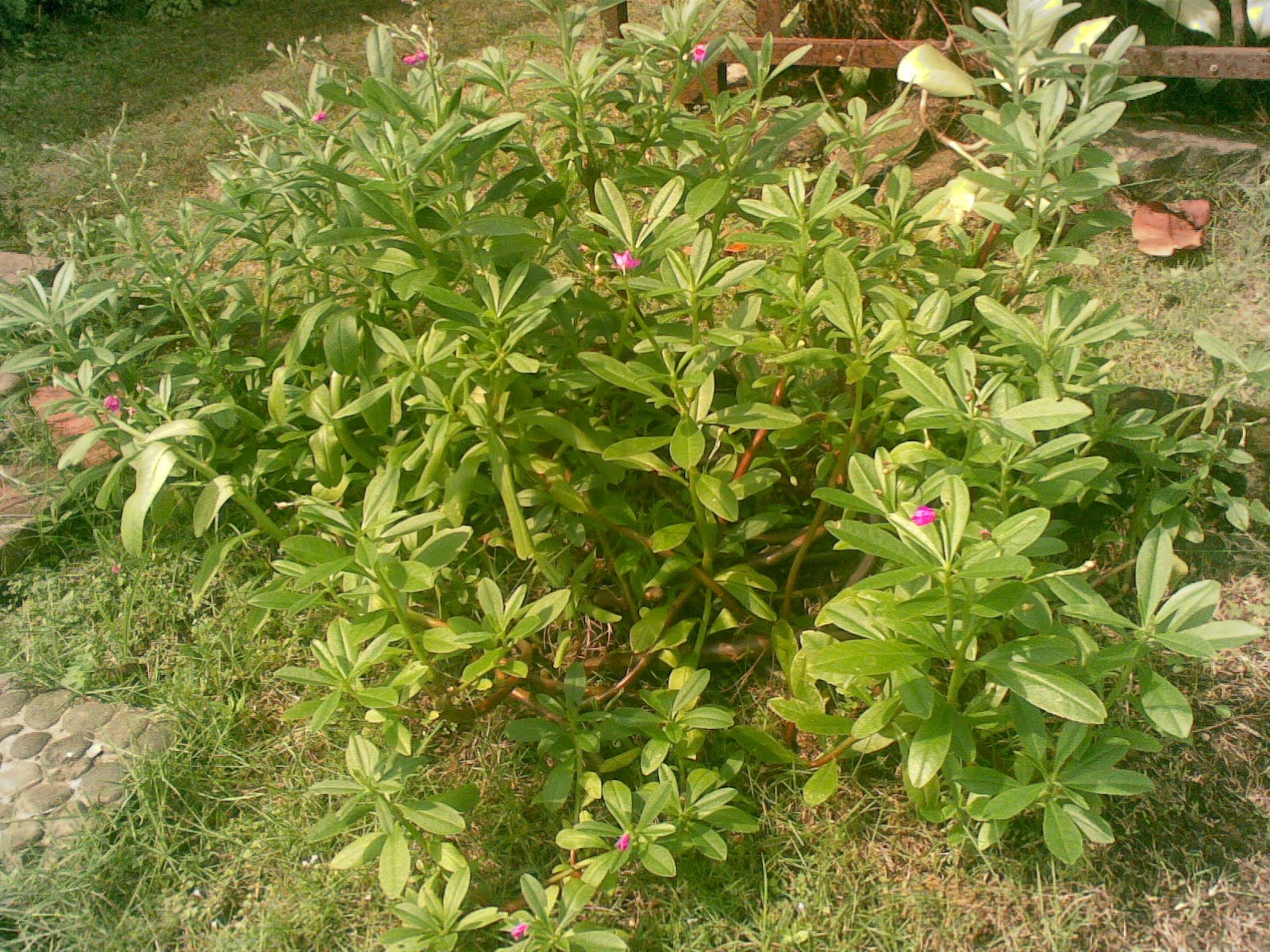 MEMANFAATKAN DAUN GINSENG SEBAGAI SAYURAN Tips Petani