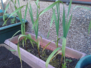 Garlic growing in containers