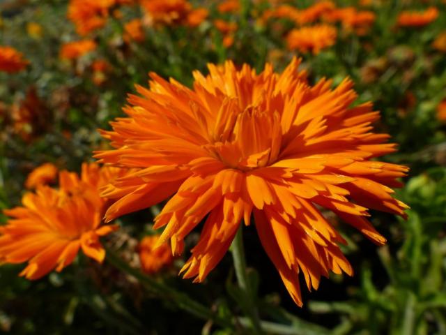 Pics Of Really Pretty Flowers Pics Of Really Pretty Flowers