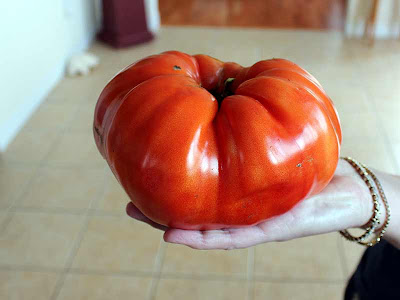 That's one BIG Tomato!
