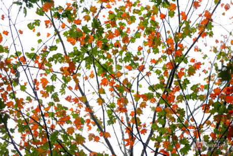 Da Lat - noi ma ban chang the ngo co vo van nhung cai 'nhat' - Anh 5